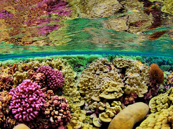 چگونه می توان از صخره های مرجانی محفاظت نمود