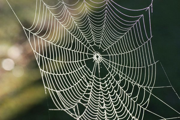 ۱۰ بهترین راه طبیعی برای از بین بردن عنکبوت در خانه